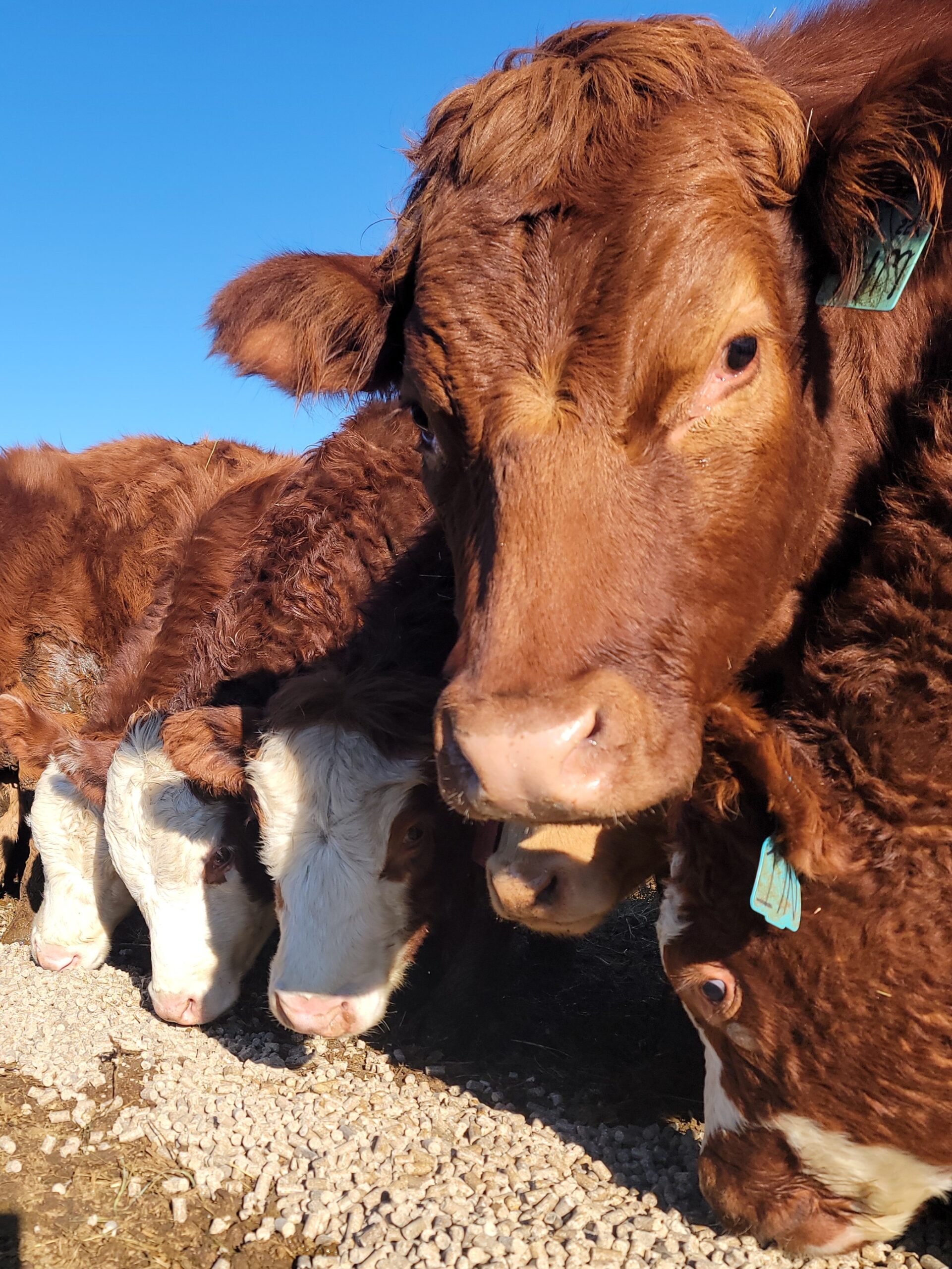 Cattle